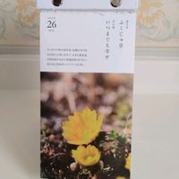 日めくりカレンダー,福寿草(ふくじゅそう),花言葉,友達からのプレゼント,今日の誕生花の画像