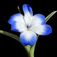 テコフィレア ライヒトリニー,アンデスの青い星,Tecophilaea cyanocrocus var. leichtlinii,球根植物,お花の画像