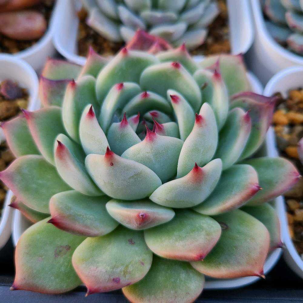 カシオの成長記録💗❤️｜🍀GreenSnap（グリーンスナップ）