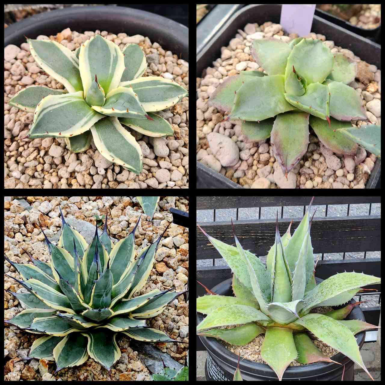 TM　王妃吉祥天　メリコ　青メリコ　特大株 アガベ アップラナータ （王妃吉祥天）（メリコ） | hanayoshi