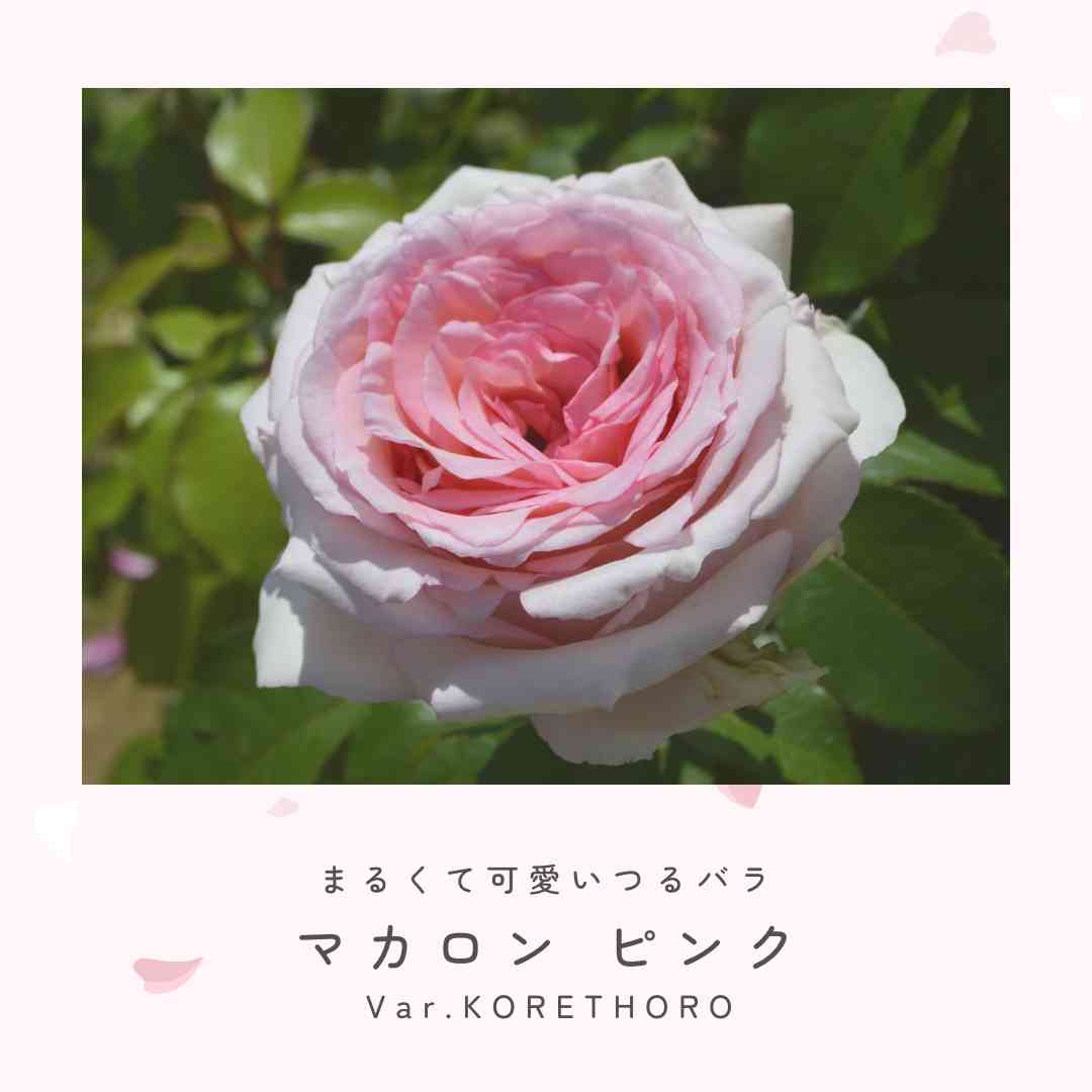 つるバラの投稿画像 by 京成バラ園芸(株)バラ営業部さん｜ピンクのバラ