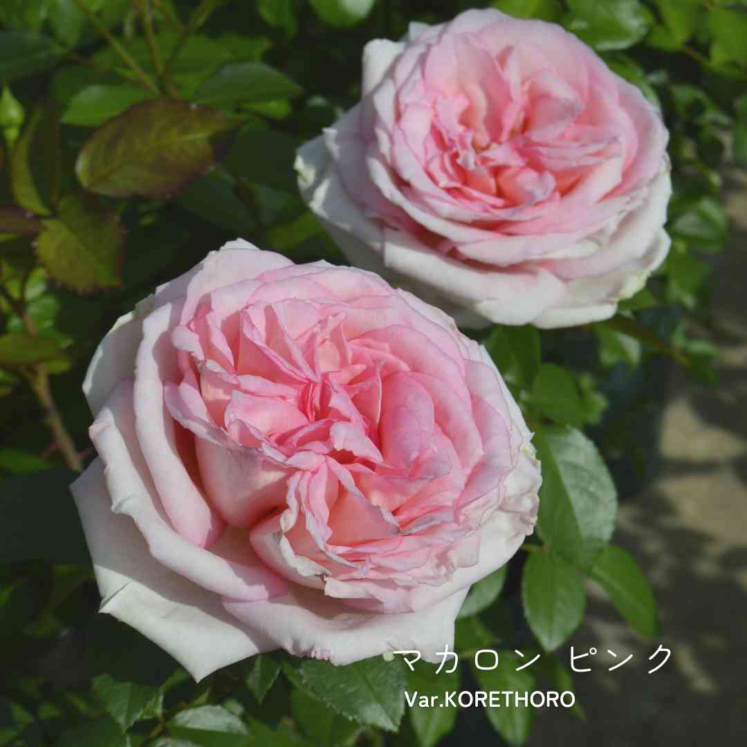 つるバラの投稿画像 by 京成バラ園芸(株)バラ営業部さん｜ピンクのバラ