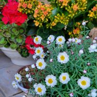 カランコエ,ゼラニウム,花かんざし,うどん県人会,世界に平和をの画像