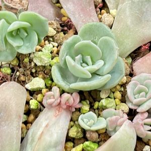 成長記録 ウィッシュ,エケベリア ウィッシュ,神奈川タニラー,多肉男子,エケベリア大好きの画像