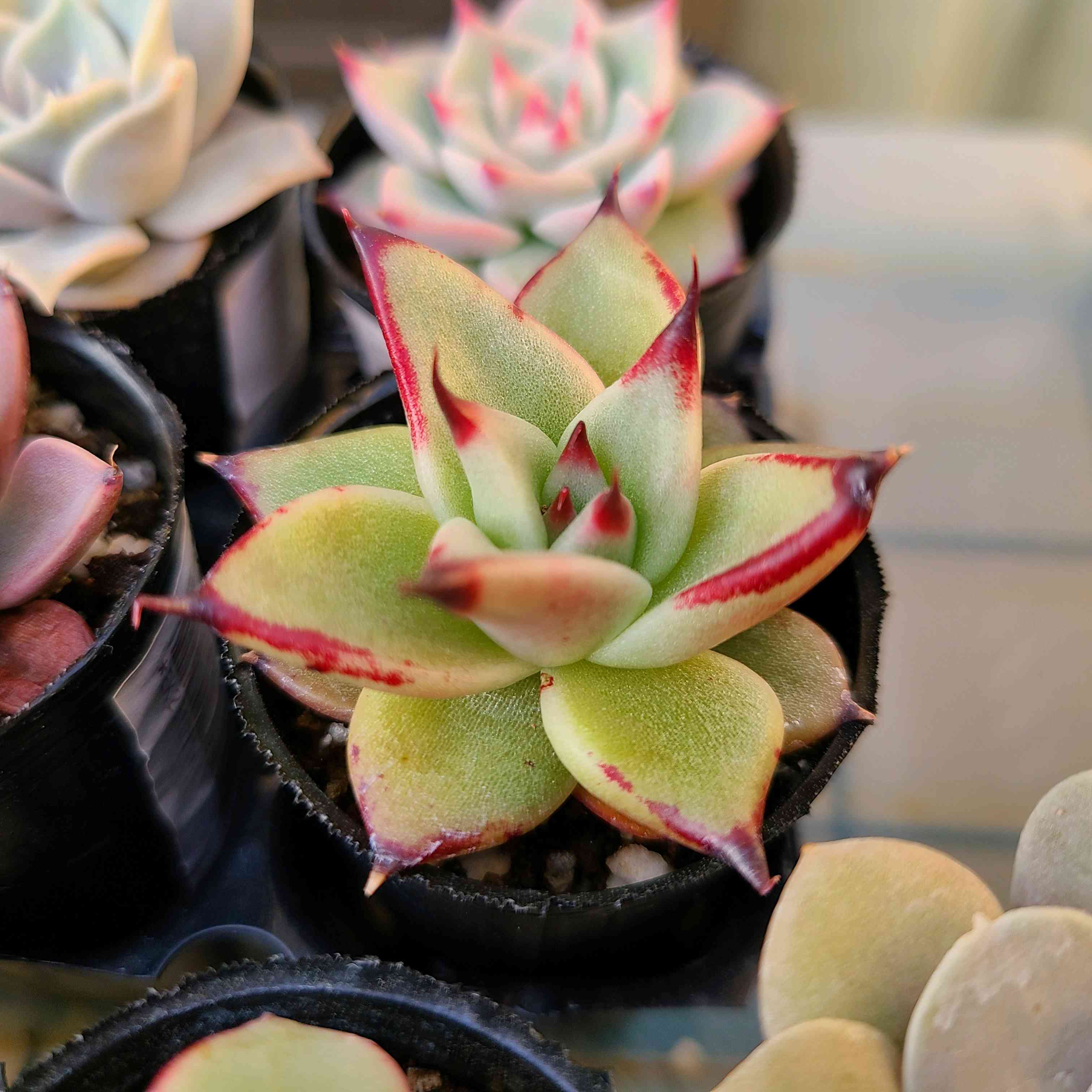 アガボイデス アウアルルコの成長記録✨💕｜🍀GreenSnap（グリーン