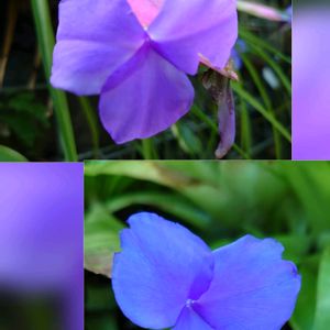 チランジア・キアネア,エアプランツ・チランジア,温室,今日のお花の画像