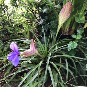 エアプランツ・チランジア,エアプランツ・チランジア,温室,着生植物,今日のお花の画像