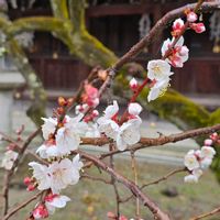 梅の花,しだれ梅,梅(うめ),植物,京都の画像
