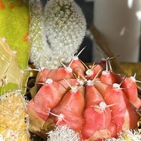ギムノカリキウム,多肉植物,サボテン科,神奈川タニラー,多肉女子の画像