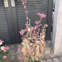 アネモネ,胡蝶の舞,ジュリアン,かわいい,紅葉する多肉の画像