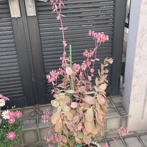 アネモネ,胡蝶の舞,ジュリアン,かわいい,紅葉する多肉の画像