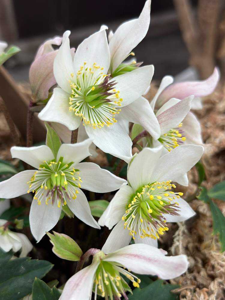 クリスマスローズの世界展 2024②｜🍀GreenSnap（グリーンスナップ）