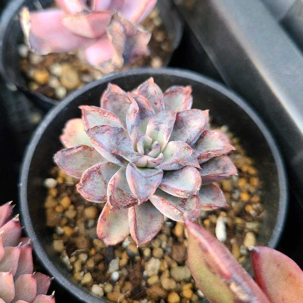 ファンタスティックファウンテンの成長記録✨✨｜🍀GreenSnap