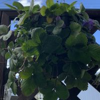 パンジー・ビオラ,ワイルドストロベリー,ビオラ,寄せ植え,鉢植えの画像