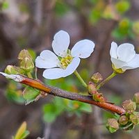 ユキヤナギ,ユキヤナギ,ユキヤナギ,ユキヤナギ,いつもの遊歩道の画像