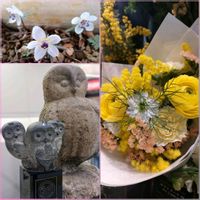 セツブンソウ,ミモザの花束♡,フクロウ祭,駅ナカ,木曜モフモフの画像