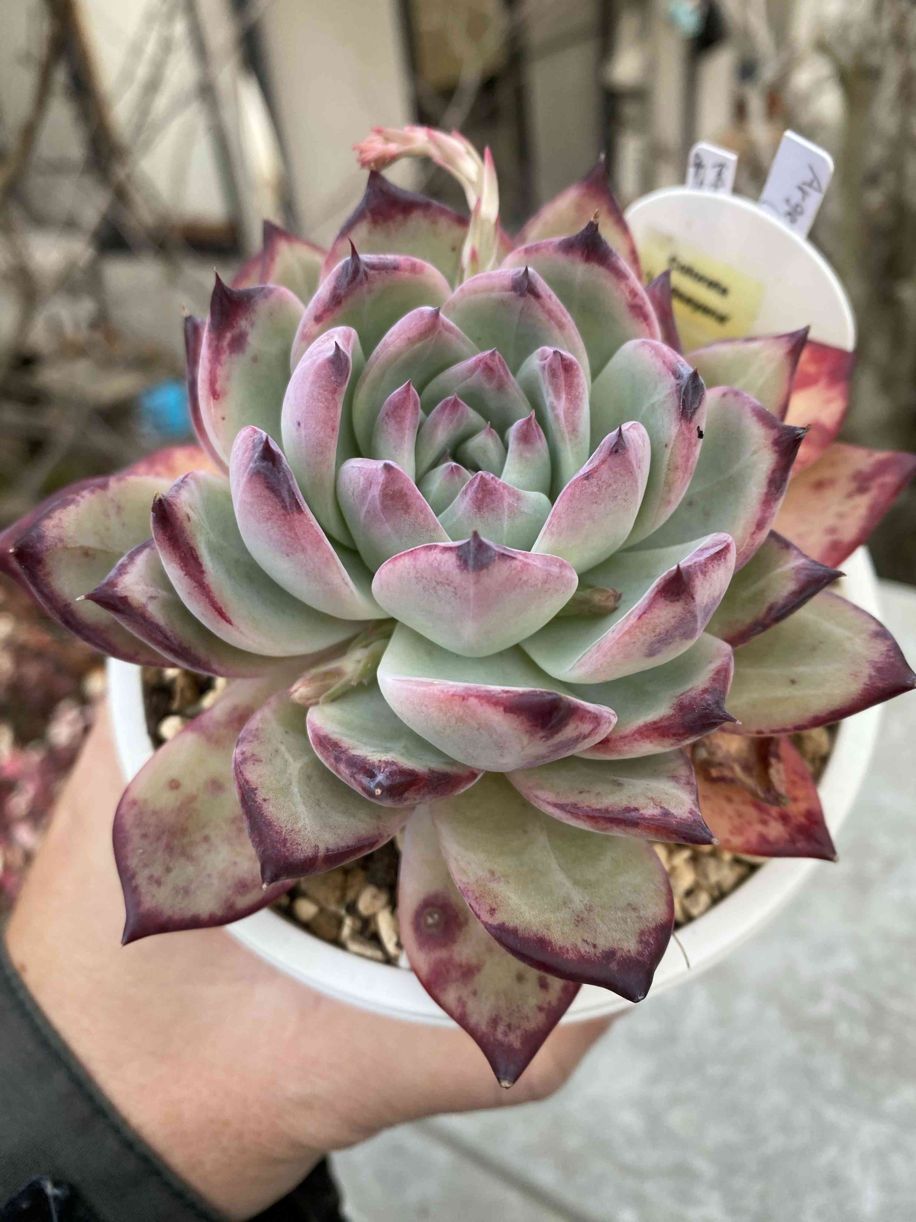 多肉植物 コロラータリンゼアナ 楽天市場】多肉植物 hmエケベリア ケーレスコロラータリンゼアナ 多肉