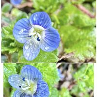 オオイヌノフグリ,山野草,野の花,オオバコ科,花壇の隅の画像