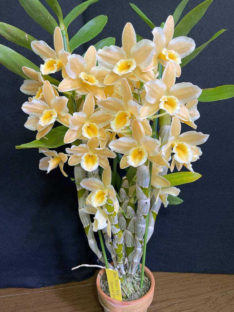 本物の花 縁取り24K純金 ／デンドロビウム 純金 コイン ペンダントトップ K24 1/30oz 18金フレーム ガラス付 金貨