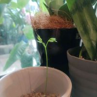 フジ,フジ,botanical life,水苔栽培,植物がある暮らしの画像