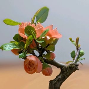 宝寿の誉　木瓜,苔玉,春が来た！の画像