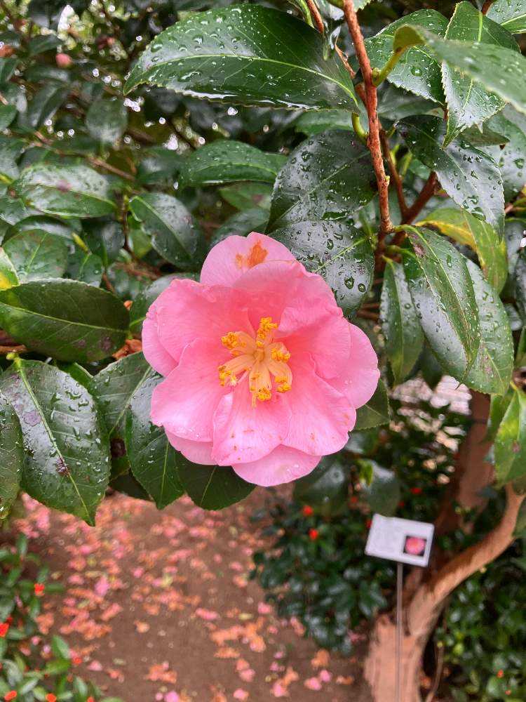 2024.2月 久留米市つばき園｜🍀GreenSnap（グリーンスナップ）