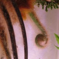 タカワラビ,キンモウコウ,観葉植物,シダ植物,インテリアグリーンの画像