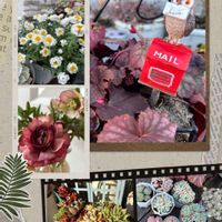 クリスマスローズ,ラナンキュラス,ヒューケラ,花かんざし,多肉植物の画像