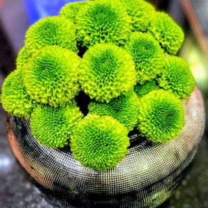 ピンポンマム,ピンポンマム　ピンポン菊,かわいい,切り花,フラワーアレンジメントの画像