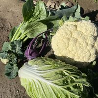 小松菜,白菜,カリフラワー,コールラビ,植中毒の画像