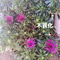 パンジー,オステオスペルマム,シレネピンクパンサー,シレネ ピンクパンサー,ビバーナムの実の画像