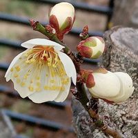 福寿草,梅(うめ),金曜日の蕾たち,東北人花の会,チーム魔女っ子の画像