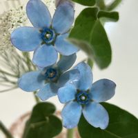 ブルースター,切り花,切り花を楽しむ,青い花マニア,世界が平和になりますようにの画像