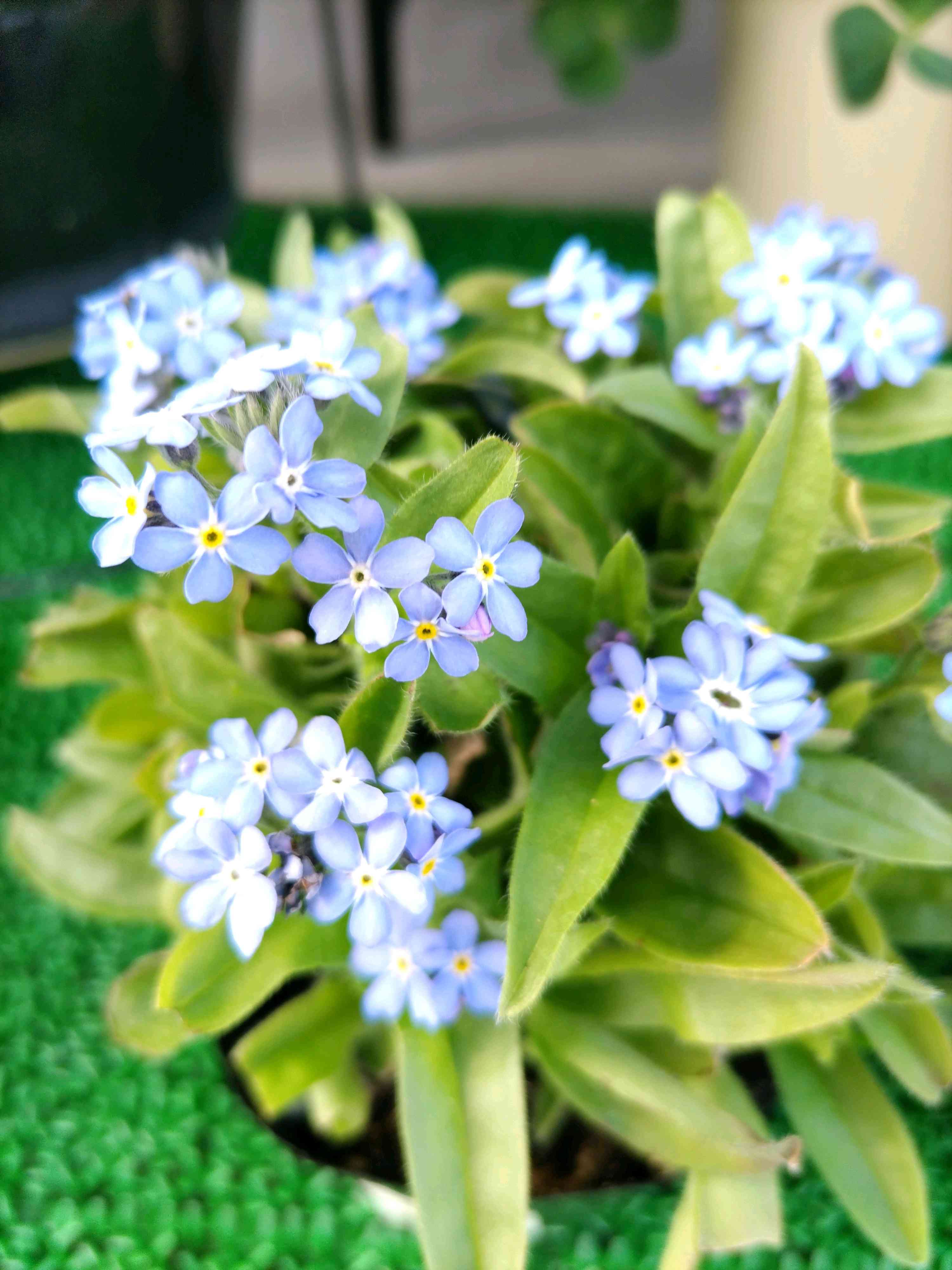 エピカエンゼル 姫ラービオスの一覧｜🍀GreenSnap（グリーン