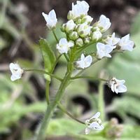 ナズナ,野の花,かわいい子❤️,白色,ズームイン‼︎の画像