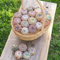 碧魚連,花かんざし,多肉植物,多肉植物寄せ植え,エケベリア属の画像