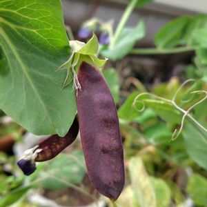 紫えんどう,ツタンカーメンのエンドウ豆,うれしい！,プランター栽培,種蒔きからの画像
