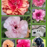 花のある暮らし,ラナンキュラス・ラックス,チームスヌー,毎月2日はスヌーピーの日,ラナンキュラスランドセルの画像