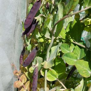 キンセンカ,虹色スミレ,紫えんどう,ツタンカーメンのエンドウ豆,ツタンカーメンのエンドウ豆の画像