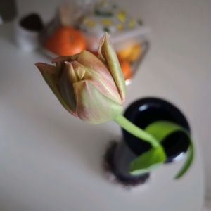 チューリップ,切り花,一輪挿し,花瓶,花束の画像