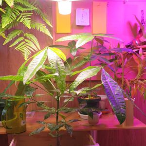 パキラ(斑入り),実生 パキラ,観葉植物,インテリアグリーン,珍奇植物の画像