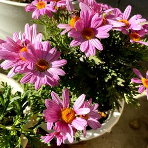 マーガレット,ガーデニング,咲いた！,挿し芽,ピンクの花の画像