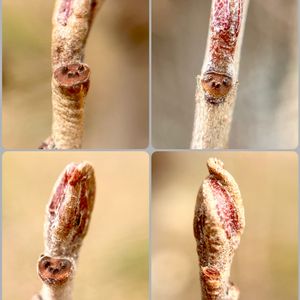 ハンノキ,在来種,落葉高木,冬芽,カバノキ科の画像