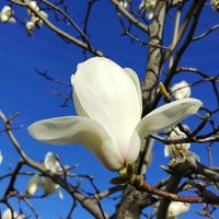 ハクモクレン,白い花,いつもありがとう♡,花のある暮らし,２０２０年５月同期の画像
