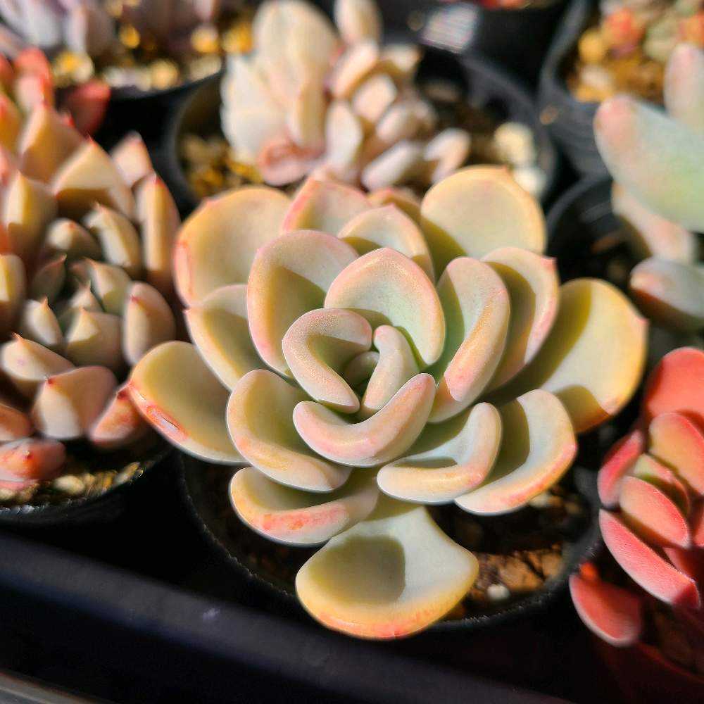 多肉植物^o^  オルペット 多肉植物^o^ オルペット