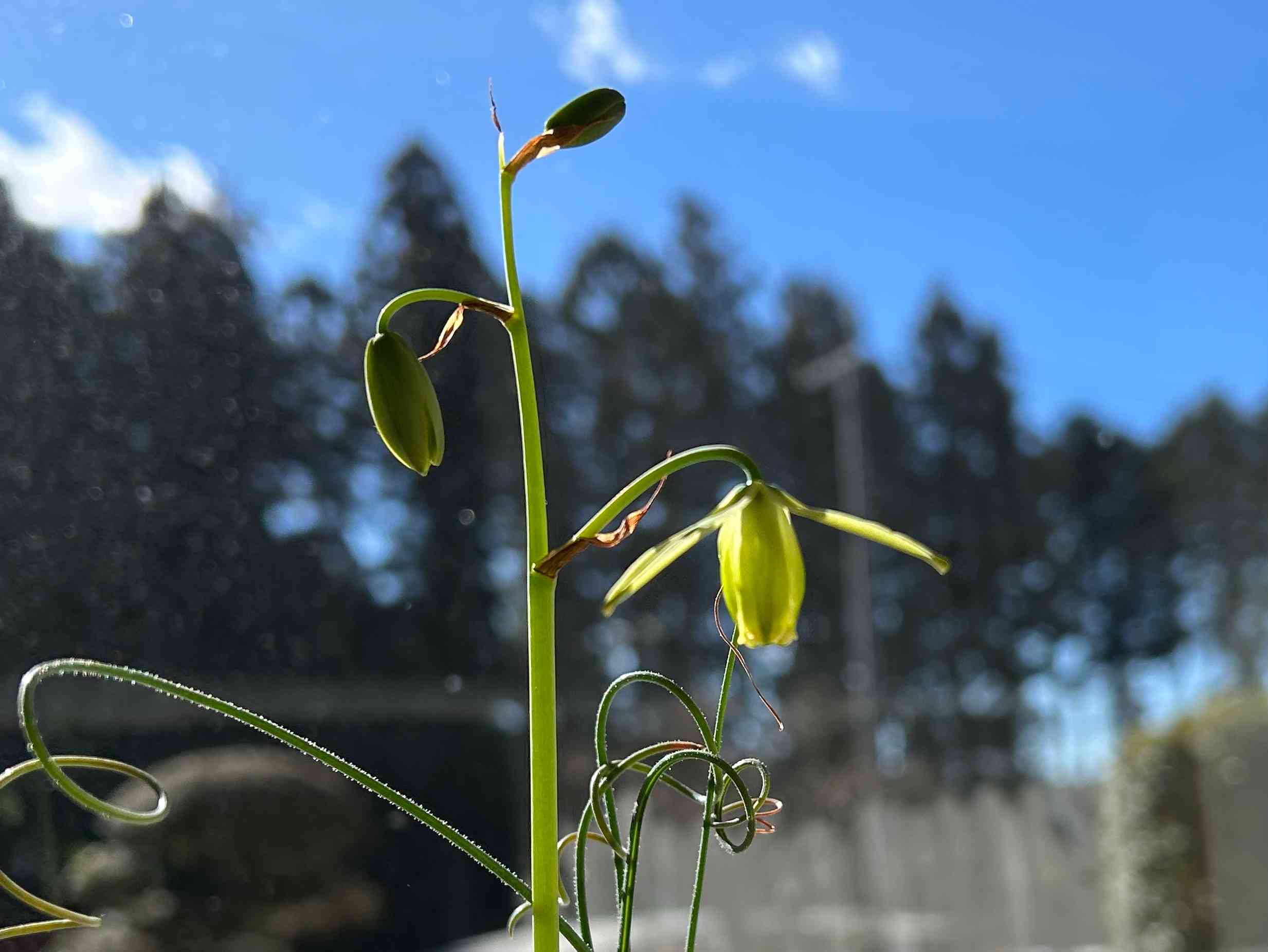 アルブカ・ナマクエンシスの種まきから開花と採種の記録｜🍀GreenSnap（グリーンスナップ）