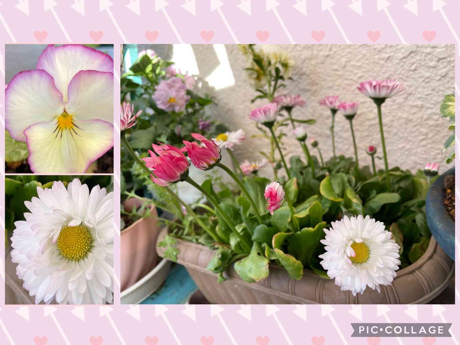 よく咲く♡虹色スミレとデージー🌱 夏の種まき🌱｜🍀GreenSnap