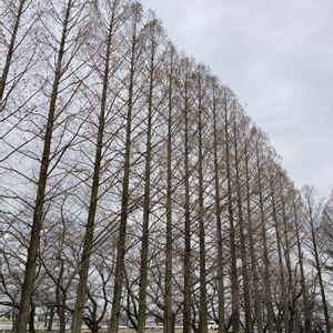 メタセコイア,メタセコイア,シンボルツリー,落葉高木の画像