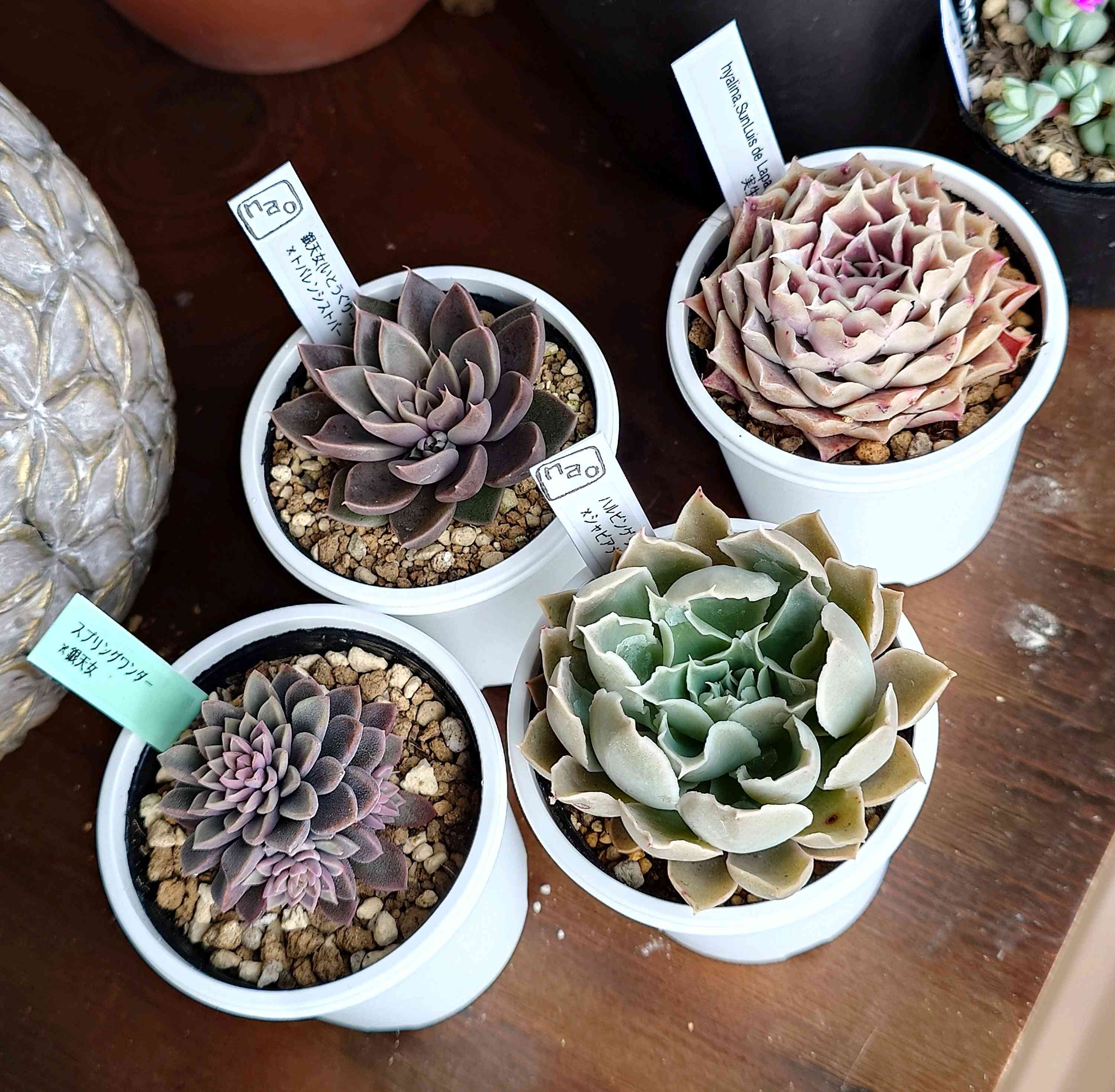 スプリングワンダー×銀天女の一覧｜🍀GreenSnap（グリーンスナップ）