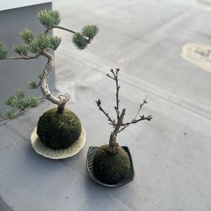 五葉松,旭山桜,苔玉,可愛い,植物棚の画像